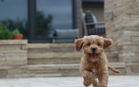 long-coated brown puppy selective focus photo